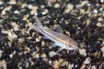 Corydoras Pygmeus